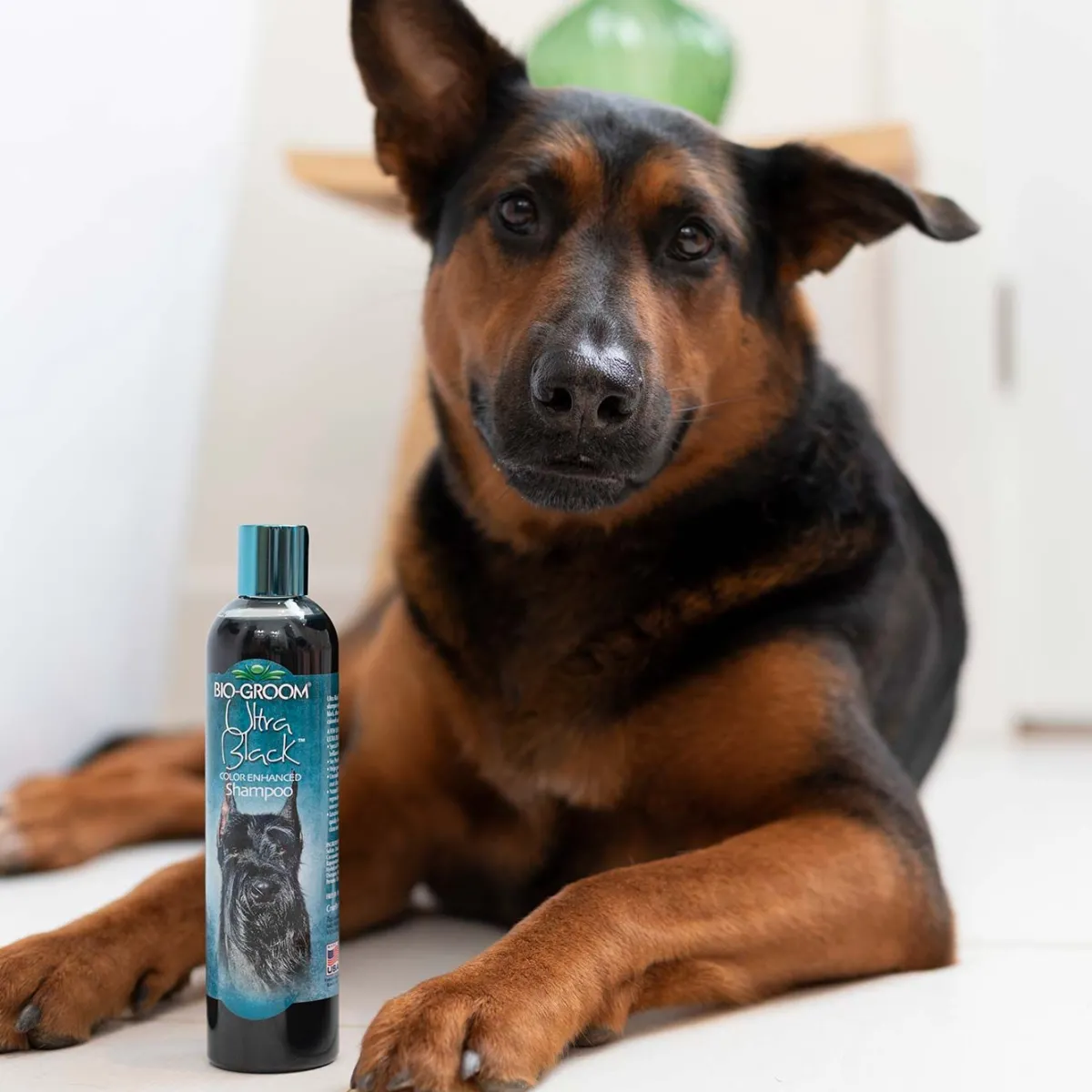 biogroom_ultra_black_color_enhancing_pet_shampoo__2.webp Ryan's Pet Supplies Bio-Groom Ultra Black Color Enhancing Pet Shampoo 8:1