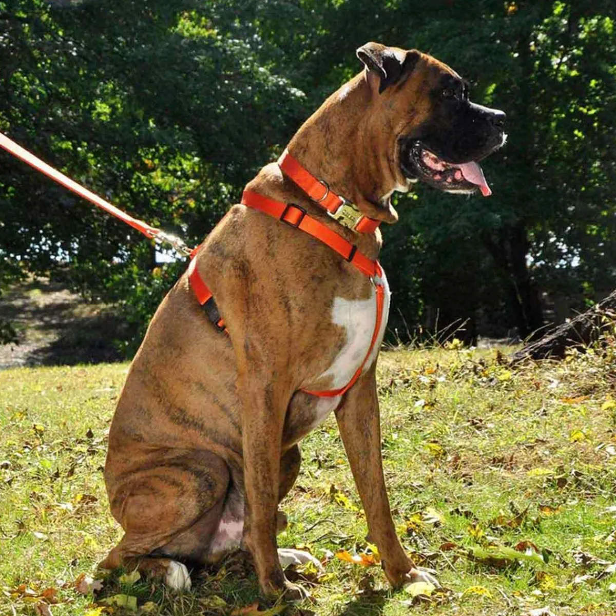coastal_adjustable_harness_xsmall_quot_quot_girth_3.webp Ryan's Pet Supplies Coastal Adjustable Harness X-Small 3/8" 10-18" Girth
