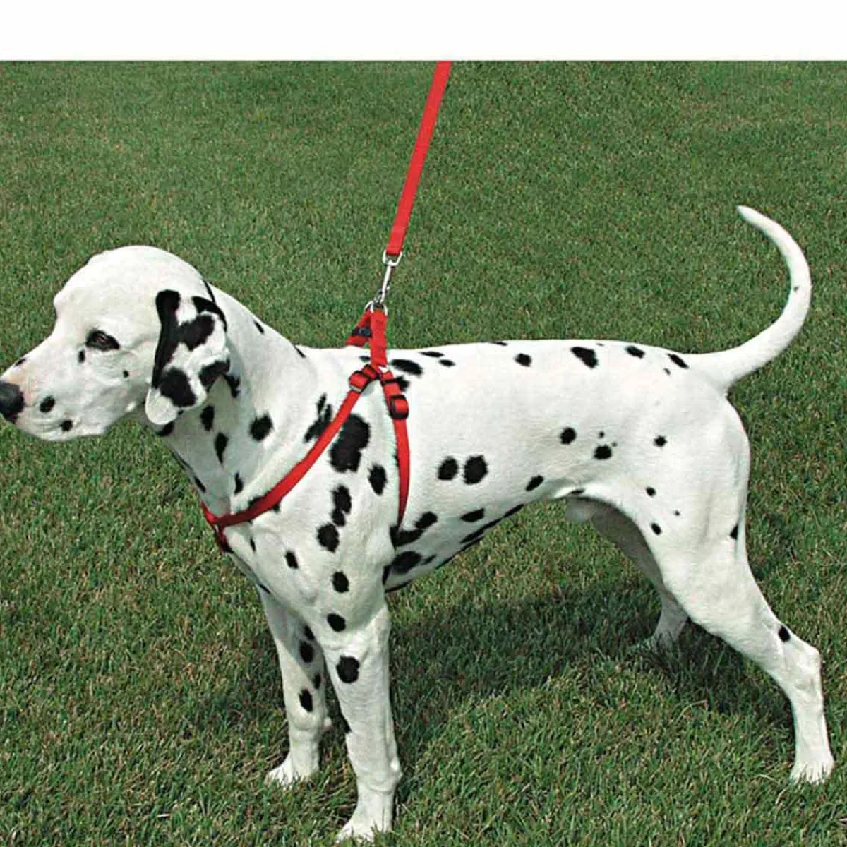 coastal_comfort_wrap_adjustable_harness_xs_quot_by_quot_4.webp Ryan's Pet Supplies Coastal Comfort Wrap Adjustable Harness XS 3/8" by 12-18"