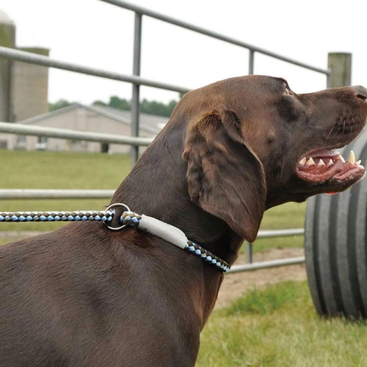 coastal_k_explorer_braided_rope_slip_leash__4.webp Ryan's Pet Supplies Coastal K9 Explorer Braided Rope Slip Leash 6'