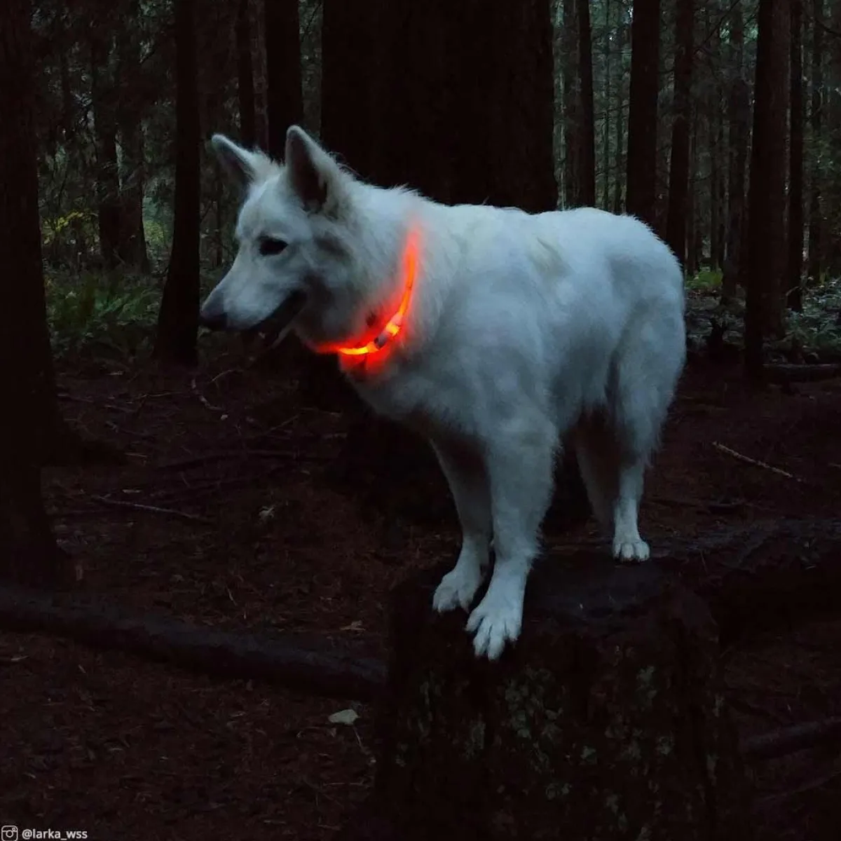 coastal_usb_lightup_neck_ring_3.webp Ryan's Pet Supplies Coastal USB Light-Up Neck Ring