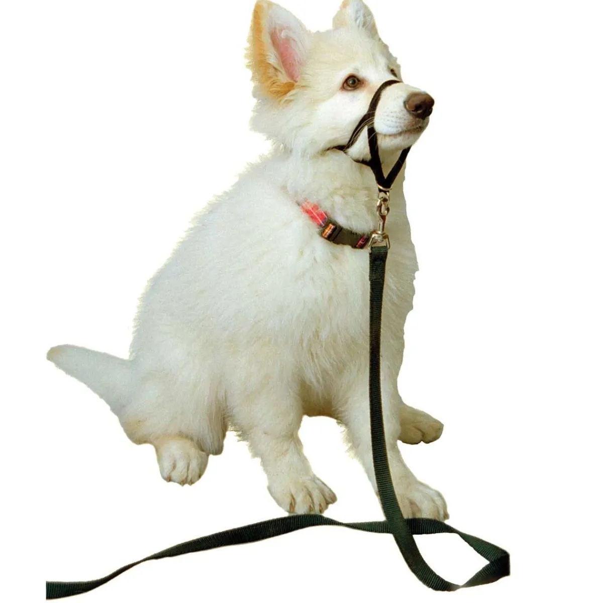 Ryan's Pet Supplies Halti Training Collar Size Small for Small and Active Dogs