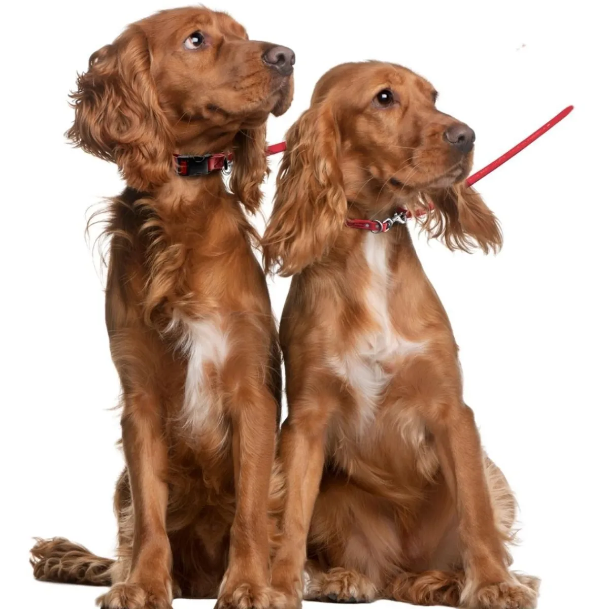 jelly_pet_biothane_multipurpose_dog_leash__2.webp Ryan's Pet Supplies Jelly Pet Biothane Multi-Purpose Dog Leash 3/8''