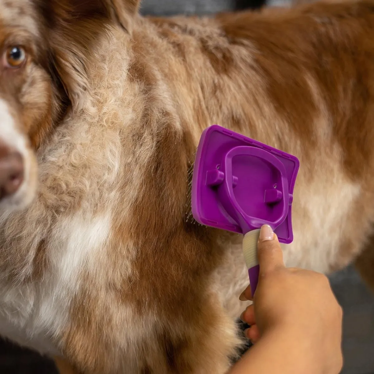 jelly_pet_pivoting_slicker_brush_7.webp Ryan's Pet Supplies Jelly Pet Pivoting Slicker Brush