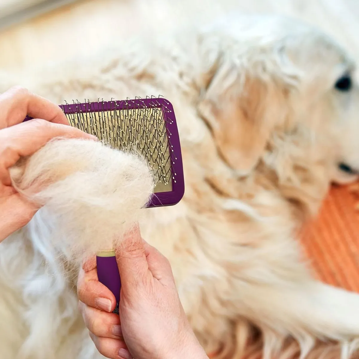 jelly_pet_pivoting_slicker_brush_8.webp Ryan's Pet Supplies Jelly Pet Pivoting Slicker Brush