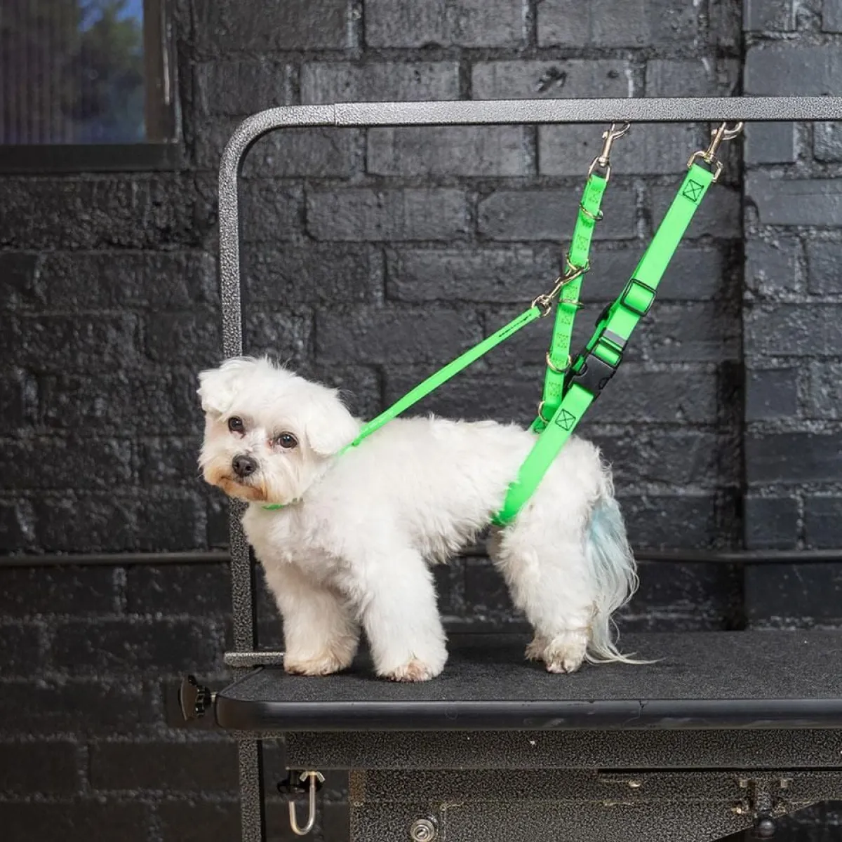 jelly_pet_pro_pack_6.webp Ryan's Pet Supplies Jelly Pet Pro Pack