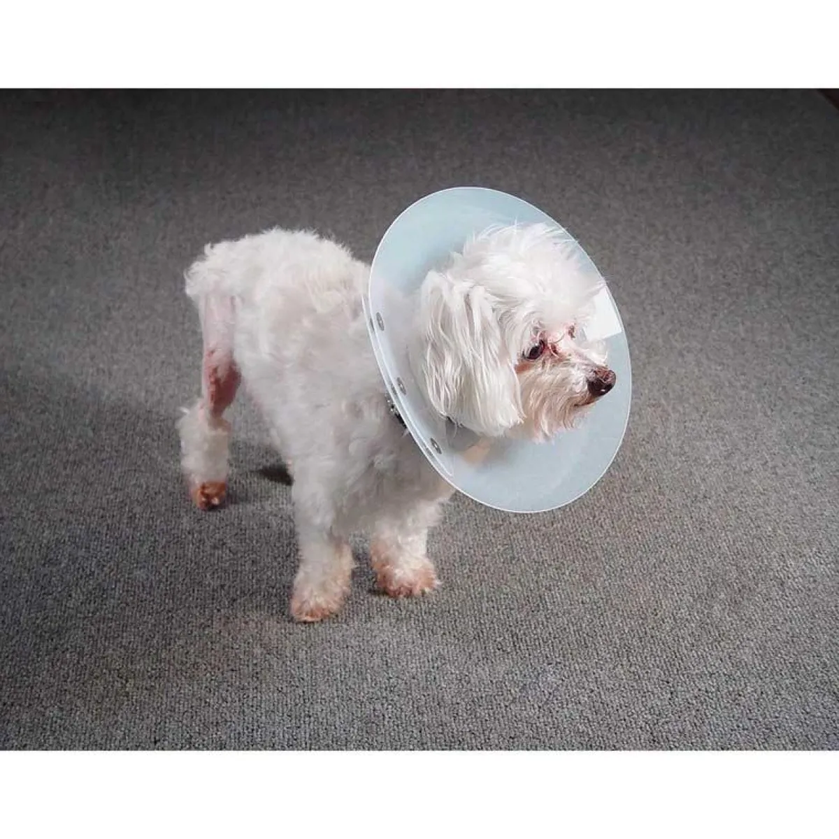 Ryan's Pet Supplies KVP Saf-T-Shield Elizabethan Collar - Large