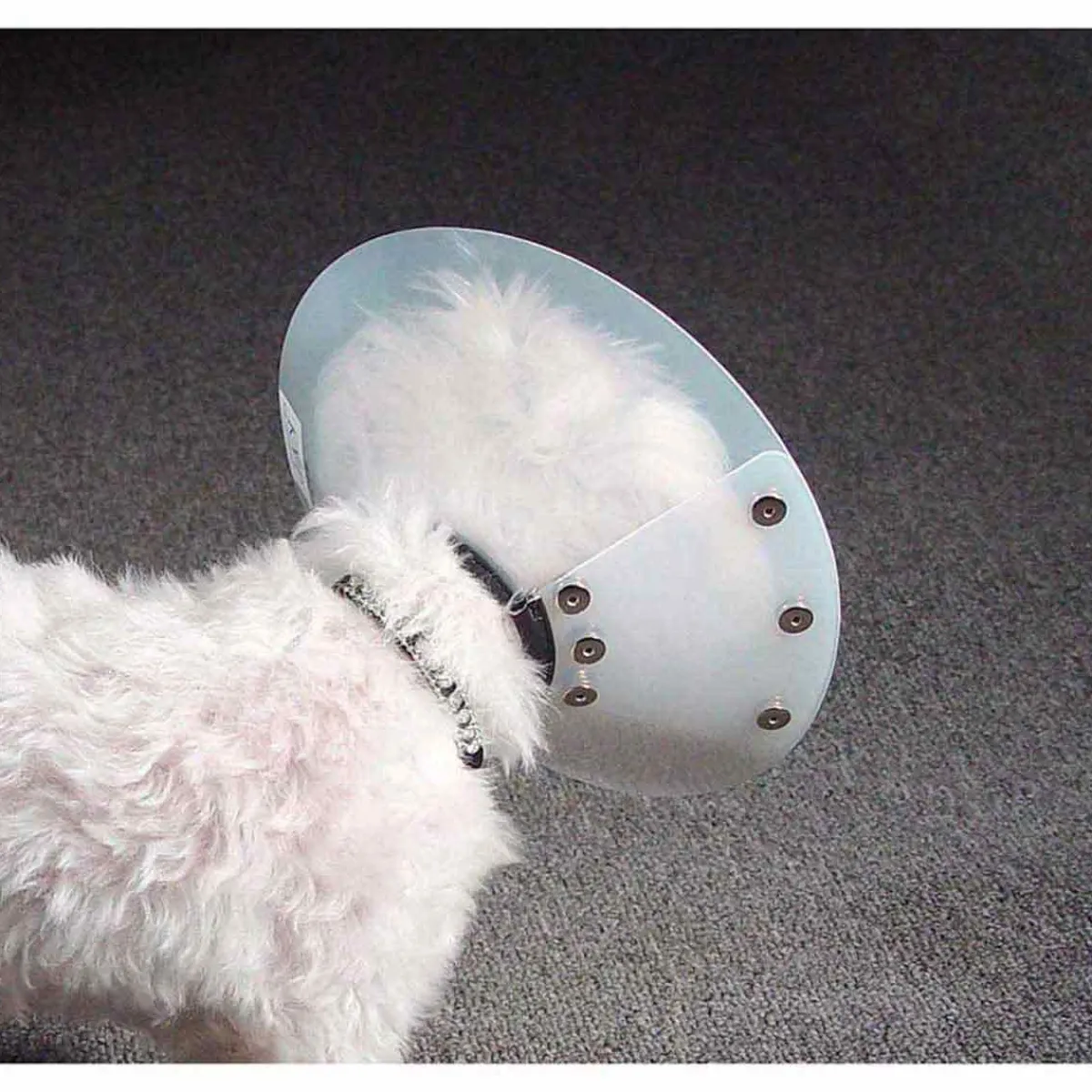 Ryan's Pet Supplies KVP Saf-T-Shield Elizabethan Collar - Large