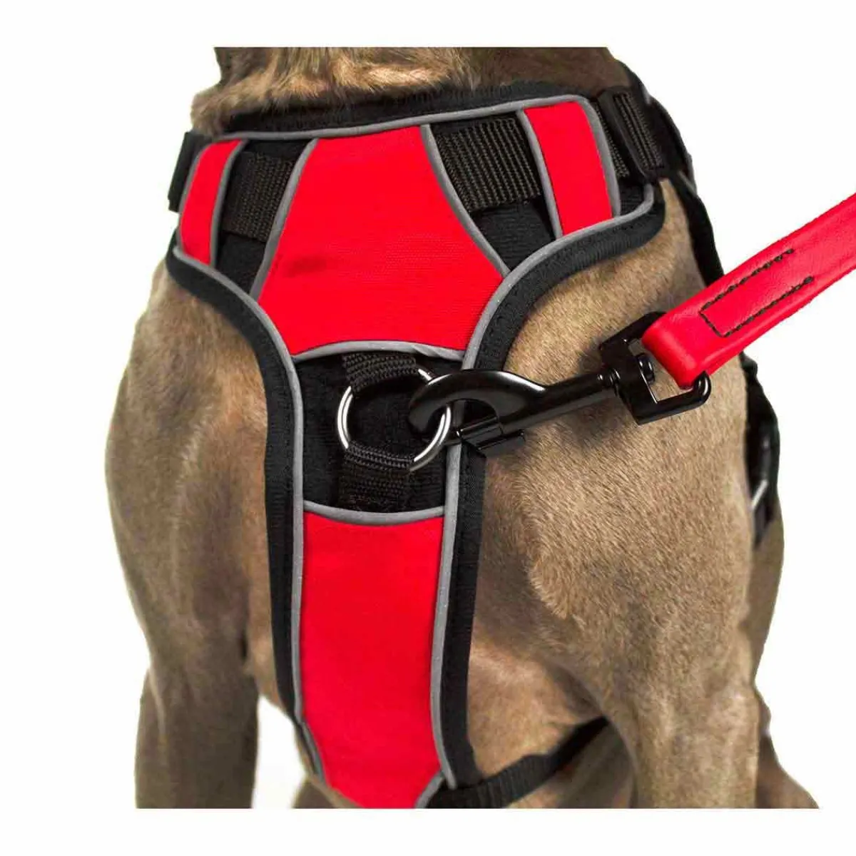 quest_multipurpose_dog_harness_size_xs_quotquot_3.webp Ryan's Pet Supplies Quest Multipurpose Dog Harness Size XS 18"-22"